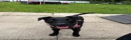 Patterdale Terrier dogs for adoption: Dahlia - Advert 3