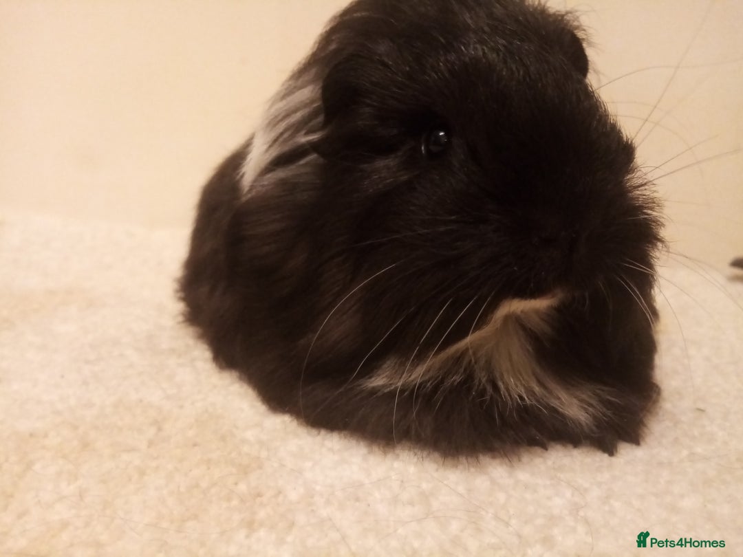 Guinea Pig rodents for sale: Sheltie, coronet, Merino Guinea pigs  - Advert 1