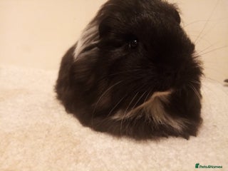 Guinea Pig rodents Sheltie, coronet, Merino Guinea pigs - Advert 1