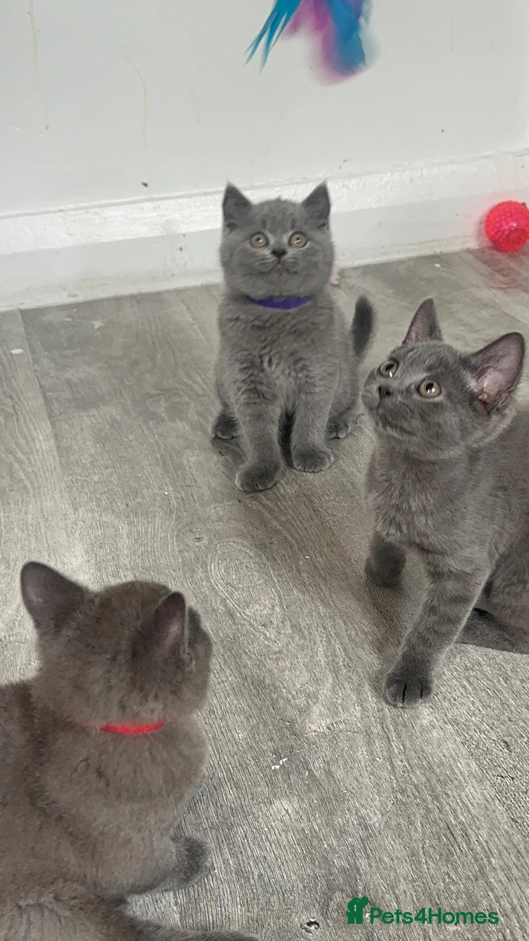 Brazilian Shorthair cats for sale: pure British shorthair from 5 generations  - Advert 2