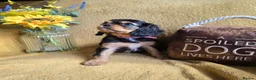 Cavalier King Charles Spaniel dogs for sale: Beautiful  Cavalier  puppies  - Advert 13