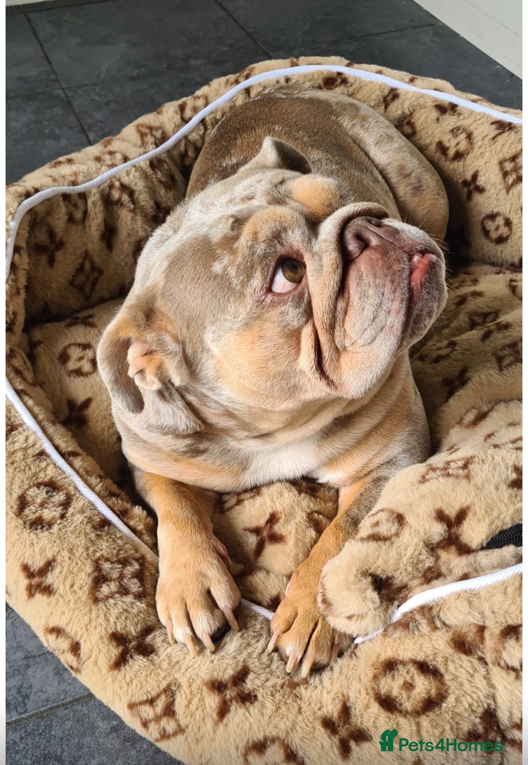 English Bulldog dogs for sale: 👑 Kingsley 👑  - Advert 2