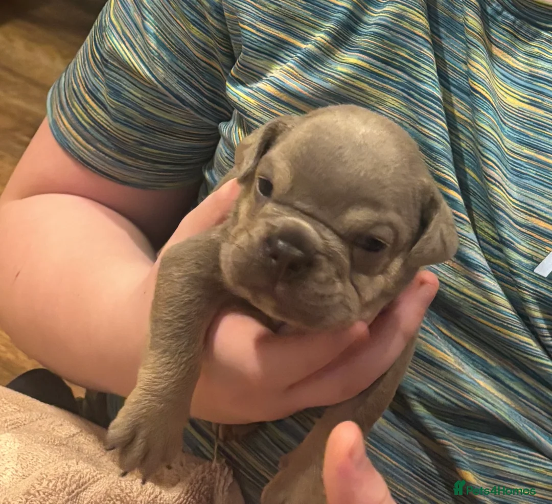 English Bulldog dogs for sale: KC registered English bulldog  - Advert 2