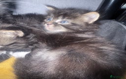 British Longhair cats for sale: Polydactyl long fur kittens  - Image 23