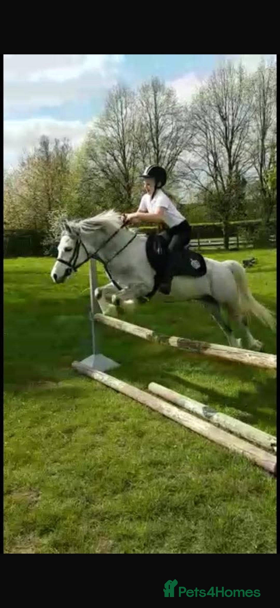 Riding pony horses introducing Beano  - Advert 3