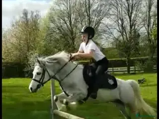 Riding pony horses introducing Beano - Advert 15