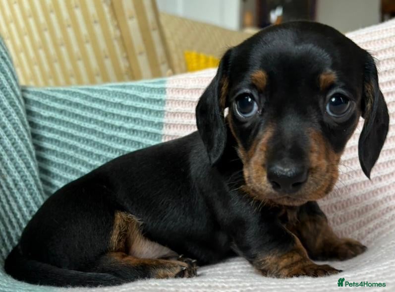 Miniature Dachshund dogs KC registered pedigree Miniature Dachshund puppies - Advert 13