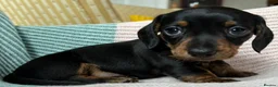 Miniature Dachshund dogs for sale: KC registered pedigree Miniature Dachshund puppies - Advert 1