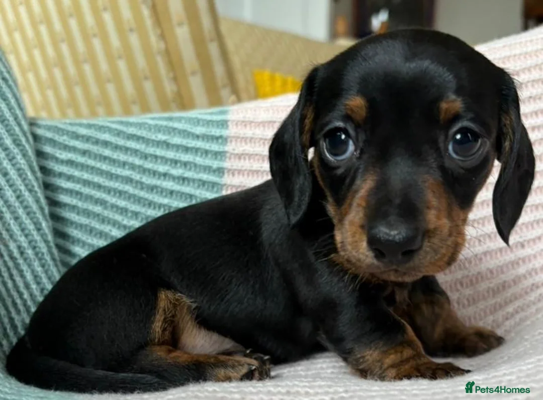 Miniature Dachshund dogs for sale: KC registered pedigree Miniature Dachshund puppies - Advert 1