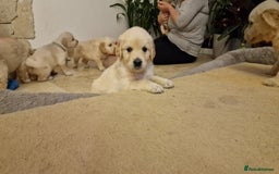 Golden Retriever dogs for sale: KC Reg Golden Retriever Puppies – Champion Lines  - Image 12