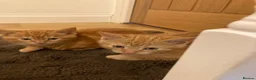 Mixed Breed cats for sale: Gorgeous kittens - Advert 2