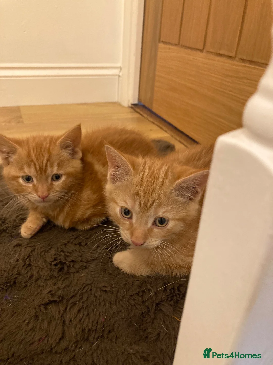 Mixed Breed cats for sale: Gorgeous kittens - Advert 2