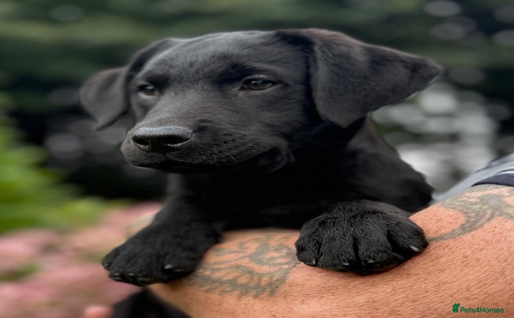 Labrador Retriever dogs - Advert 11