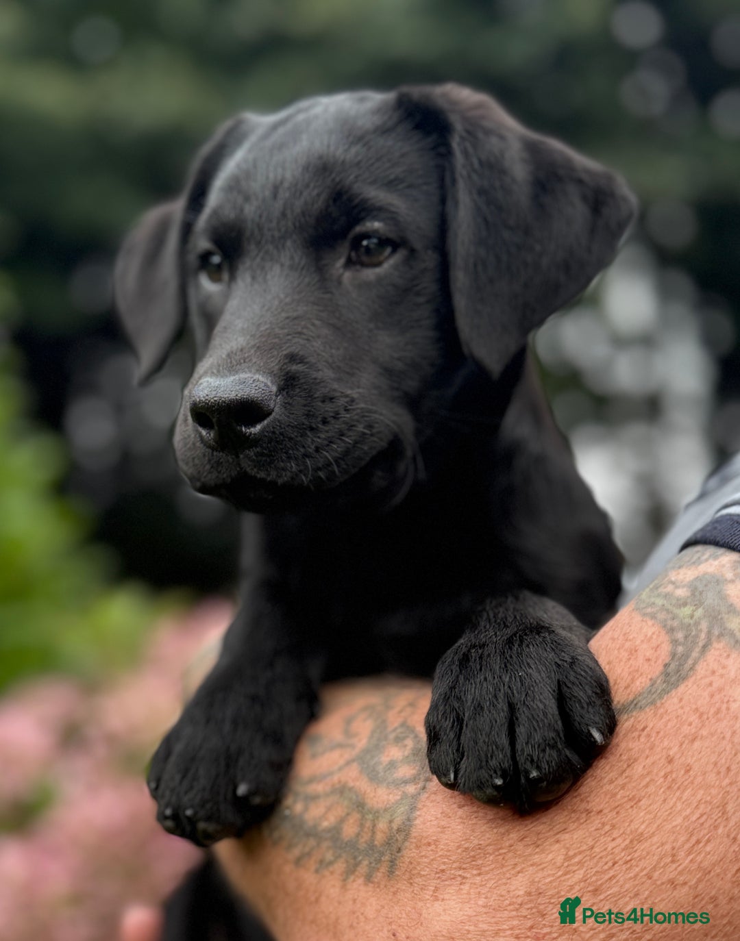 Labrador Retriever dogs for sale: Fully vaccinated -Gorgeous KC Reg Labrador Puppies - Image 1