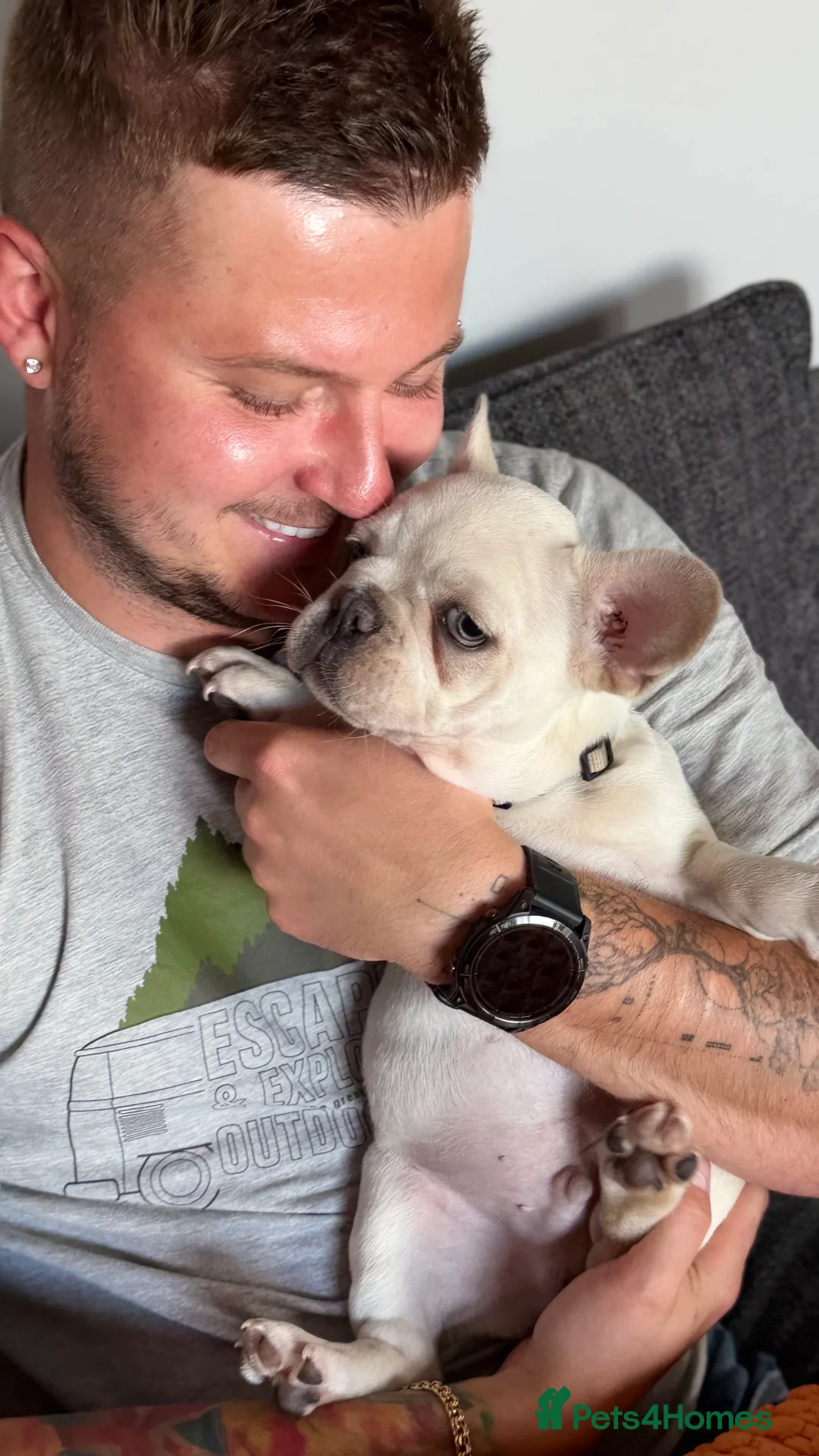 French Bulldog dogs for sale: KC reg, French Bulldog pup is looking for family  - Advert 1