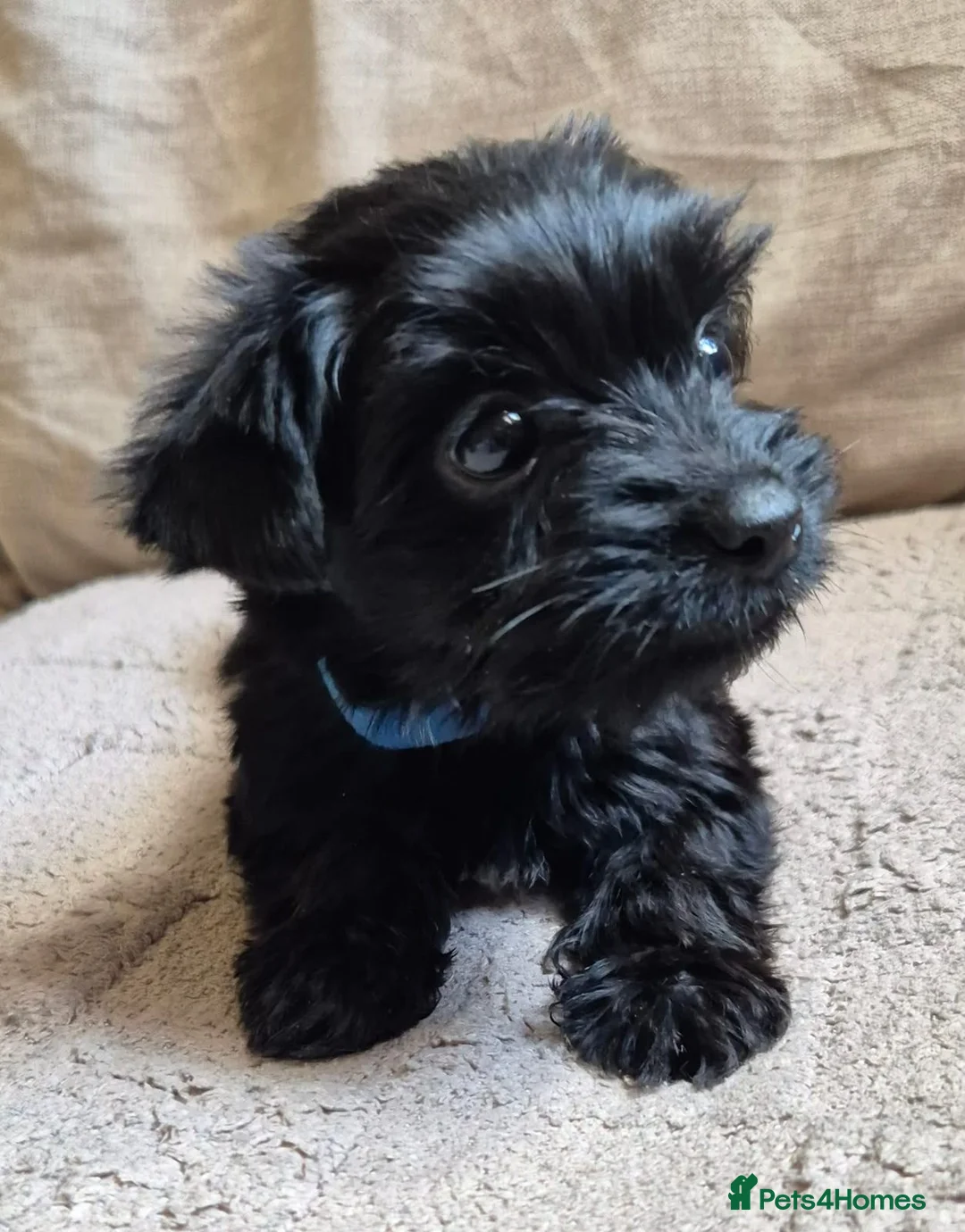 Yorkshire Terrier dogs for sale: Lilliputian Yorkies all now reserved - Advert 1