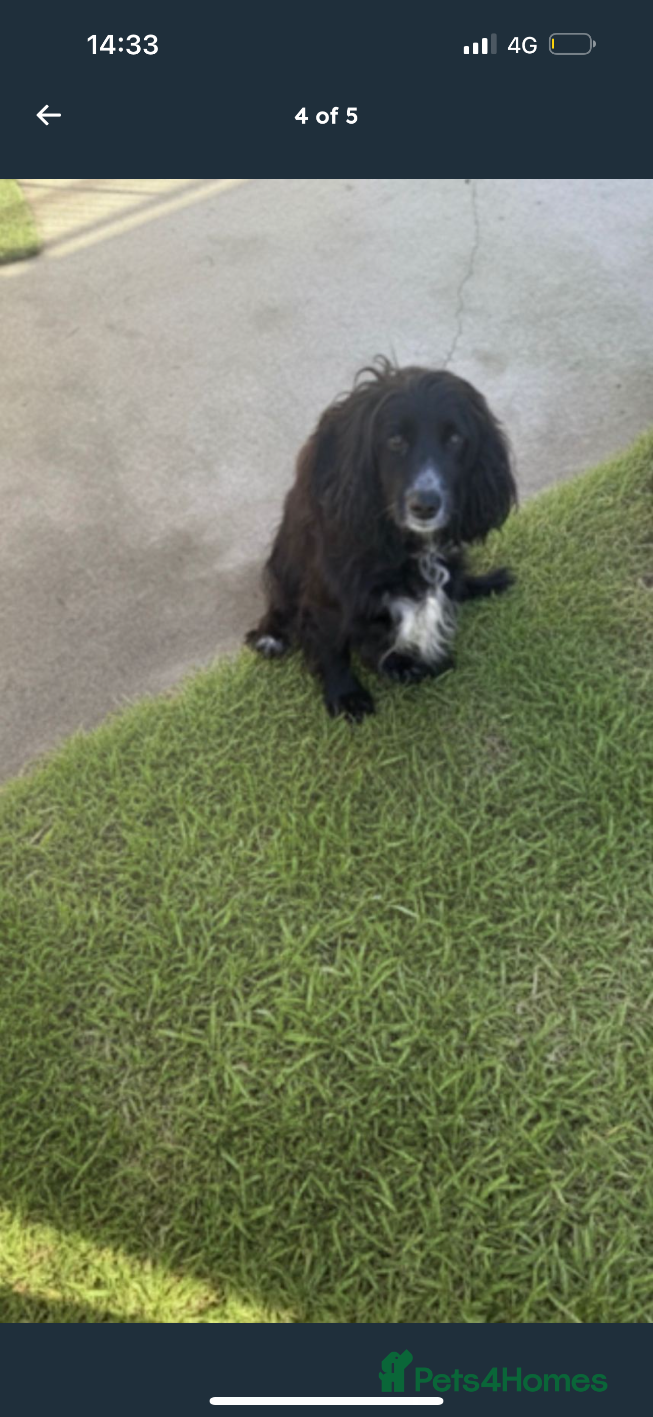 Cockapoo dogs 12 weeks old male cockapoo - Advert 13