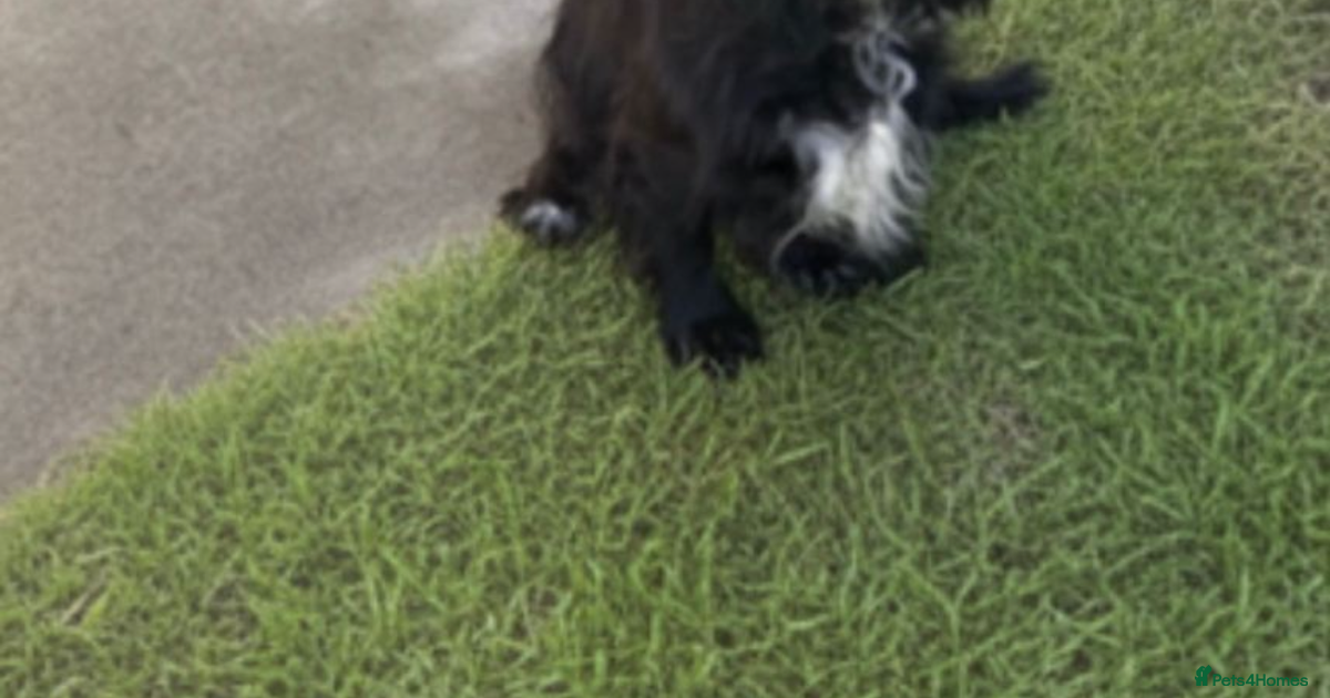 12 weeks old male cockapoo for sale in Darlington | Pets4Homes