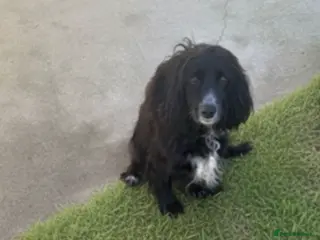 Cockapoo dogs 12 weeks old male cockapoo - Advert 10