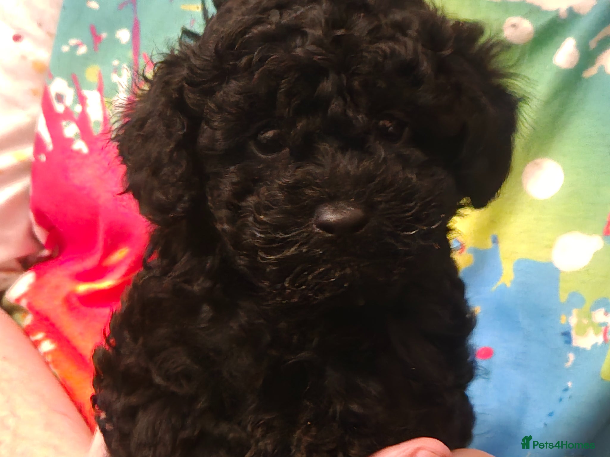 Toy Poodle dogs Gorgeous Toy poodle boy puppy - Advert 6