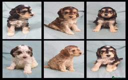 Miniature Poodle dogs for stud: KC registered / health tested / colour tested  in Bolton - Image 9