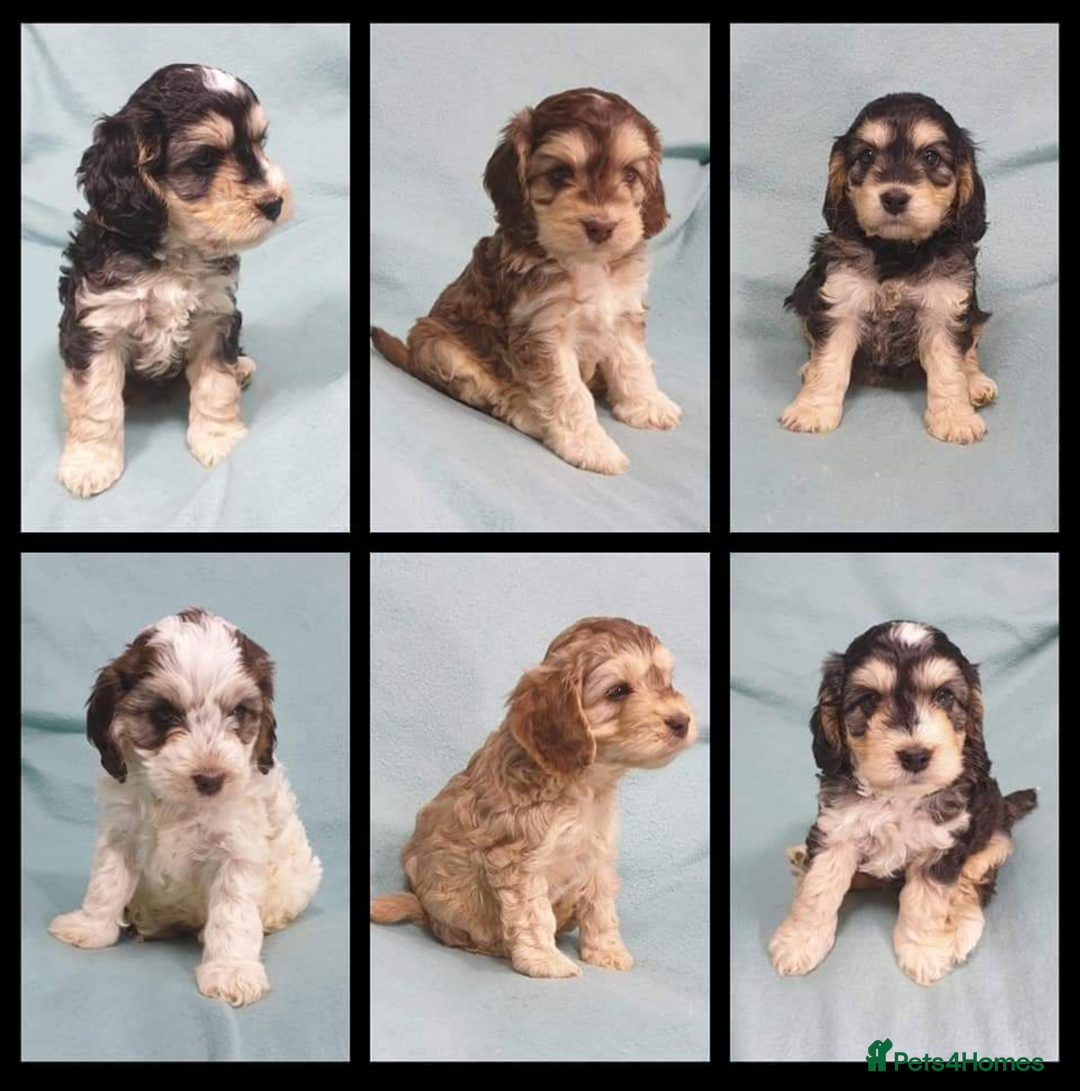 Miniature Poodle dogs for stud: KC registered / health tested / colour tested  in Bolton - Image 9