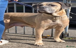 Cane Corso dogs for sale: Stunning puppies  - Image 8