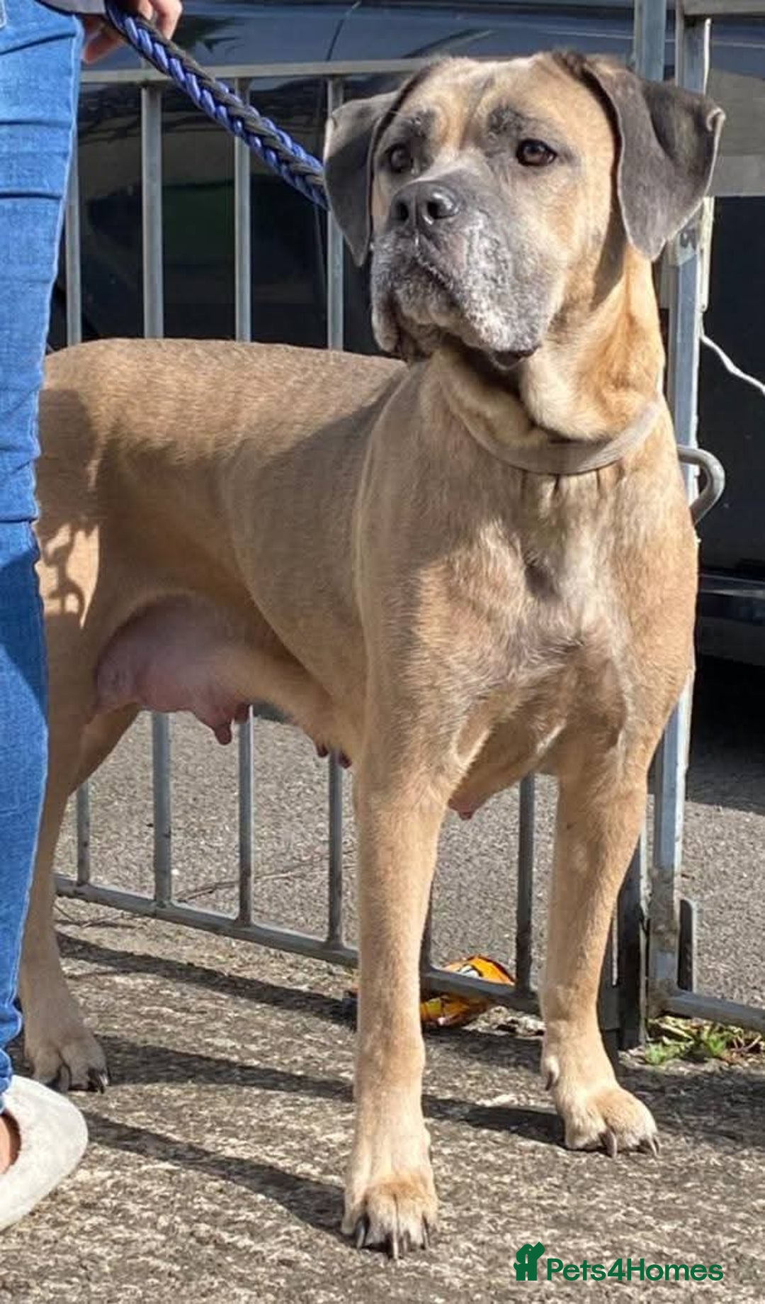 Cane Corso dogs for sale: Stunning puppies  - Image 8