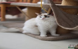 Ragdoll cats for sale: Rare colour GCCF kittens from Champion lines - Image 11