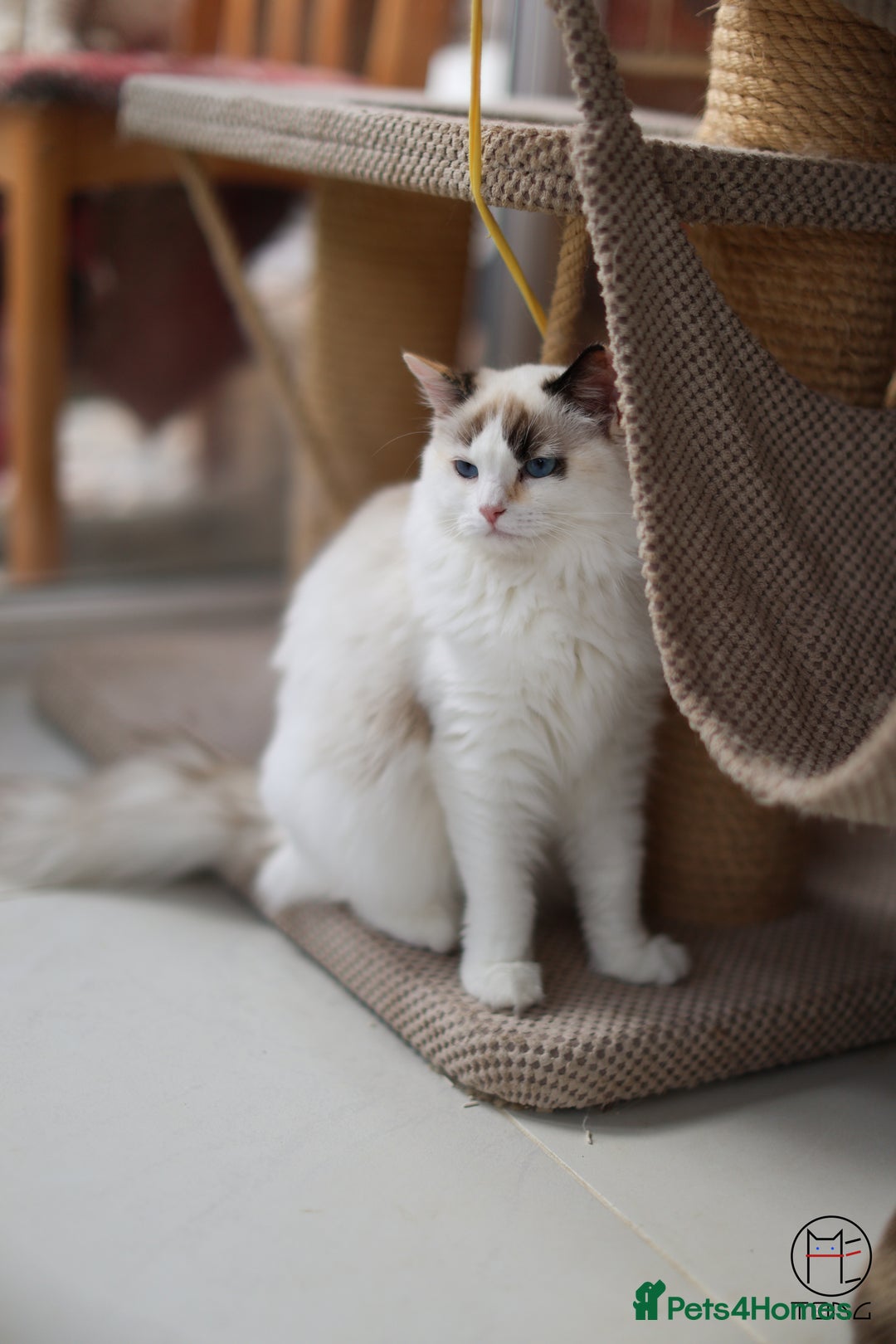 Ragdoll cats for sale: Rare colour GCCF kittens from Champion lines - Image 11