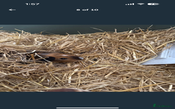 Guinea Pig rodents for sale: X2 male guinea pigs, everything included - Image 8