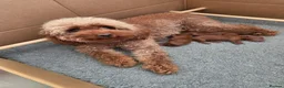 Cavapoo dogs for sale: Deep Red f1b toy cavapoos, health tested parents  - Advert 7