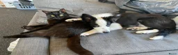 Mixed Breed cats for sale: Raven  in Tiverton - Advert 4