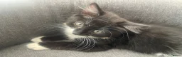Mixed Breed cats for sale: cute kittens ready for a new home now  - Advert 11