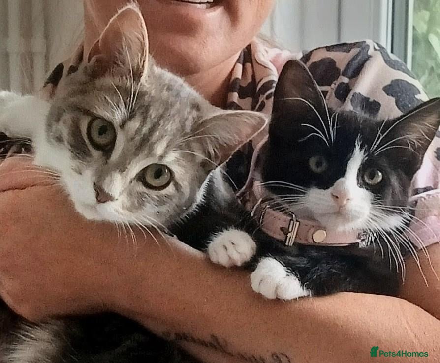 Mixed Breed cats Free two cats with stuff need gone asap - Advert 6