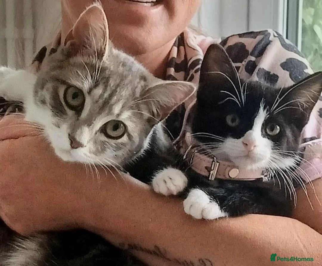 Mixed Breed cats for sale: Free two cats with stuff need gone asap in Liverpool - Advert 1