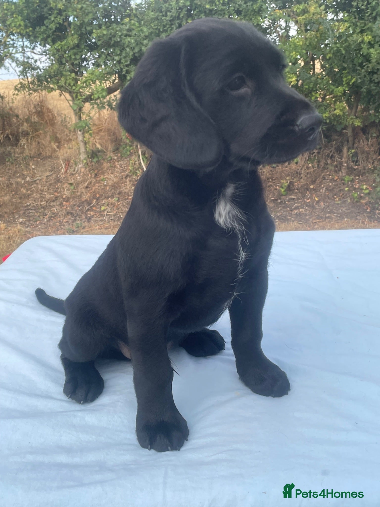 Mixed Breed dogs Gorgeous litter of LAB x SPANIEL puppies.  - Advert 2