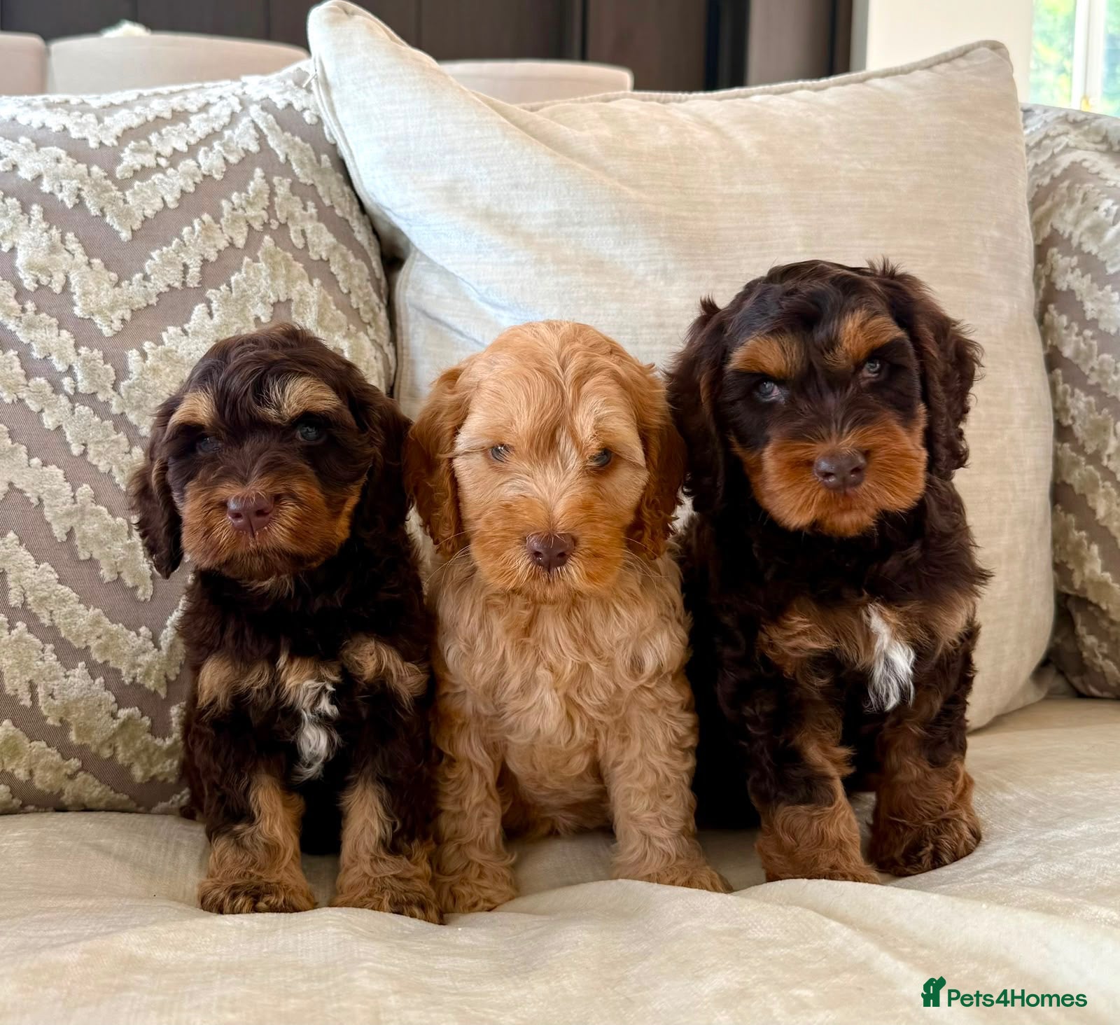 Cockapoo dogs Rare chocolate and tan simbawood lines - Advert 2