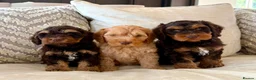 Cockapoo dogs for sale: (REDUCED) Chocolate and tan wrapped in cream  - Advert 9