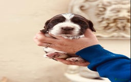 English Springer Spaniel dogs for sale: Liver/whitee Springer Spaniels - Image 5