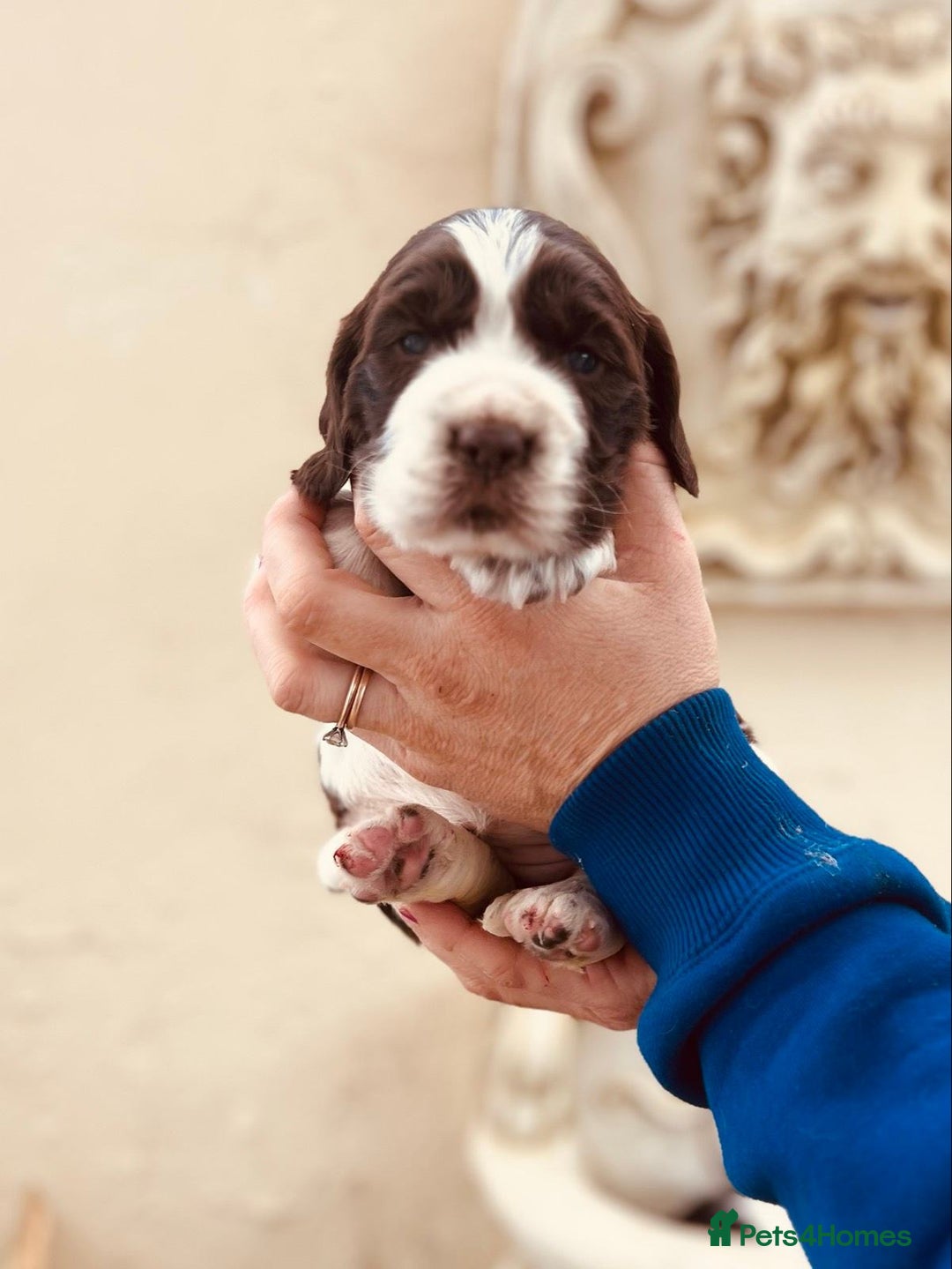 English Springer Spaniel dogs for sale: Liver/whitee Springer Spaniels - Image 5
