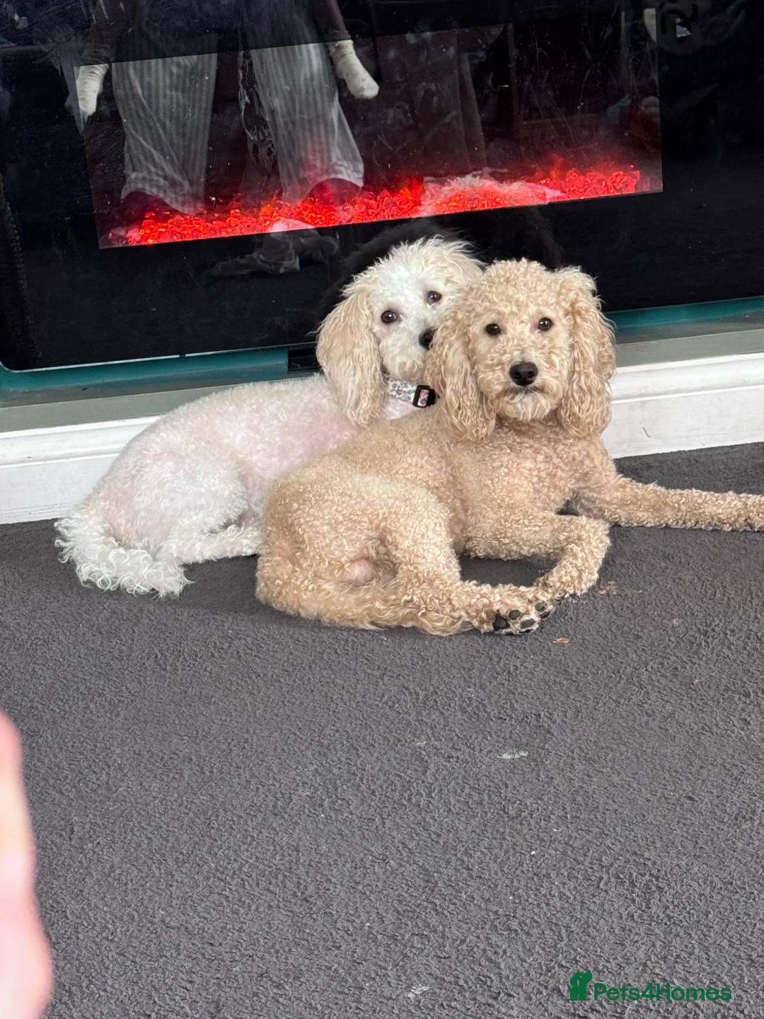 Poochon dogs for sale: One Beautiful fluffy girl left!  - Advert 4