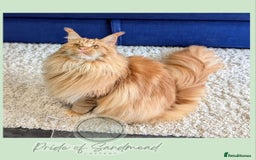 Maine Coon cats for sale: Russian Import Maine Coon Kittens  - Image 11