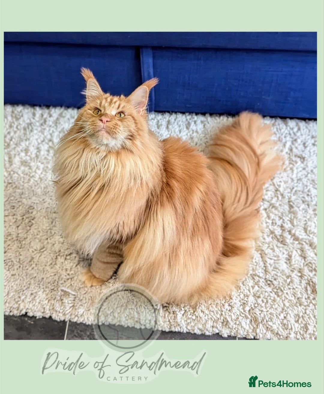 Maine Coon cats for sale: Russian Import Maine Coon Kittens  - Image 11