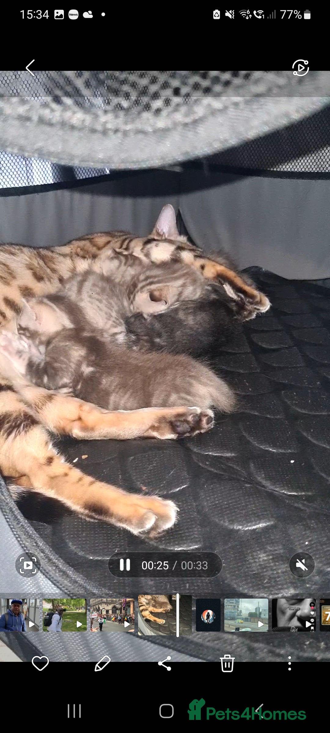 Bengal cats for sale: Bengal  - Image 6