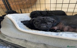 Mixed Breed dogs for sale: 3/4 patterdale 1/4 staffy x cavapoo pups - Image 10