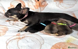 French Bulldog dogs for sale: Four beautiful healthy female French Bulldogs - Image 19