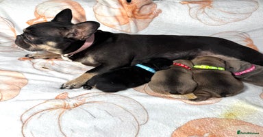 French Bulldog dogs - Advert 16