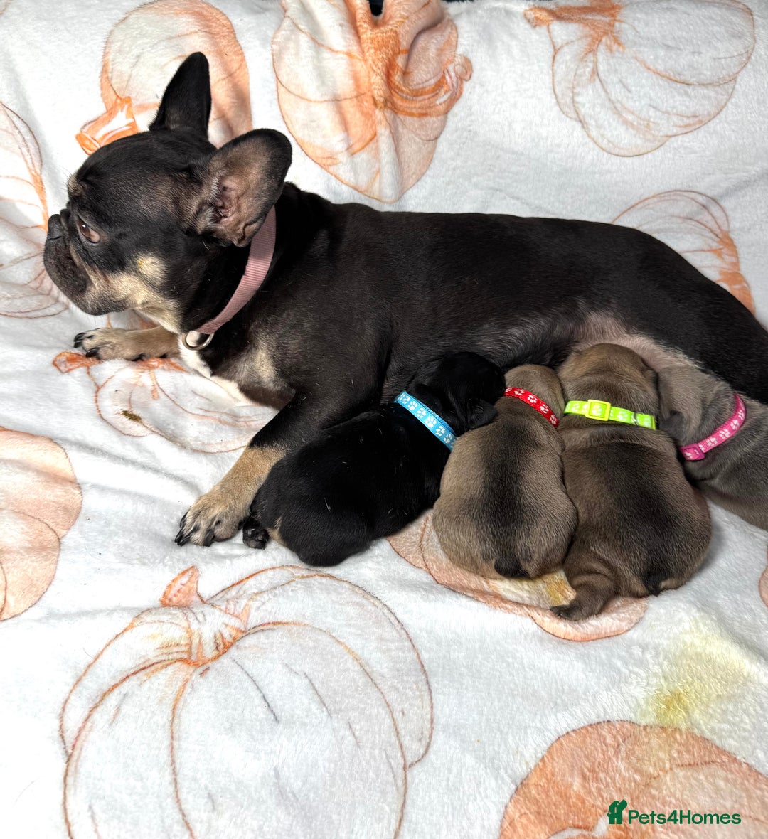 French Bulldog dogs for sale: Four beautiful healthy female French Bulldogs - Image 19