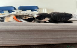 Mixed Breed cats for sale: Adorable 5-Week-Old Kittens Ready for Loving Home  - Image 7